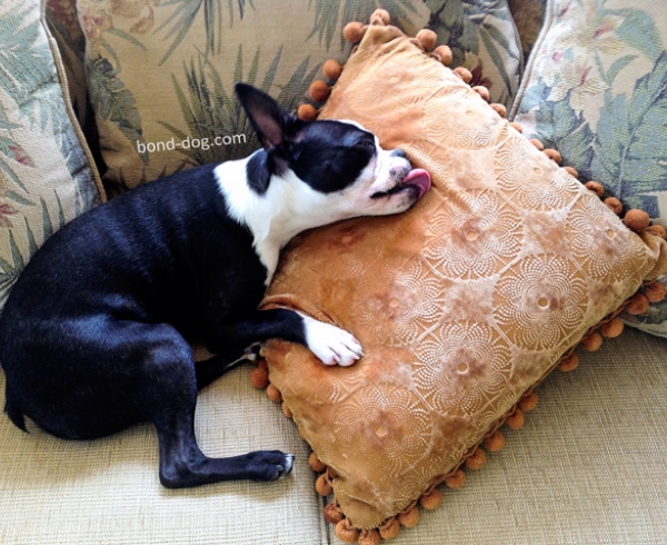 Boston Terrier Magic Dreams