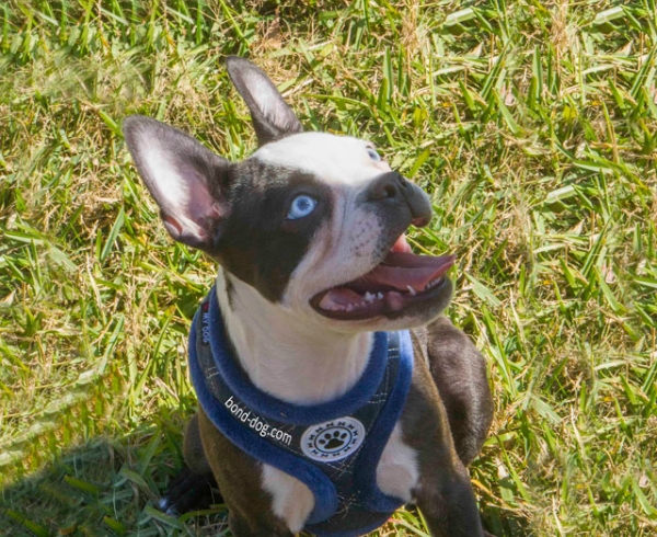 Boston Terrier Training