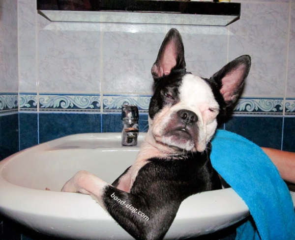 Boston terrier bathing