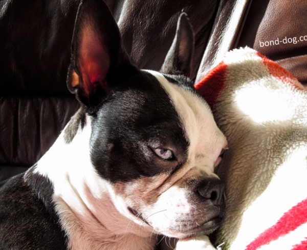 Boston terrier wants sleep