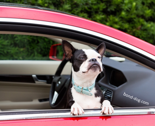 Boston terrier smiling