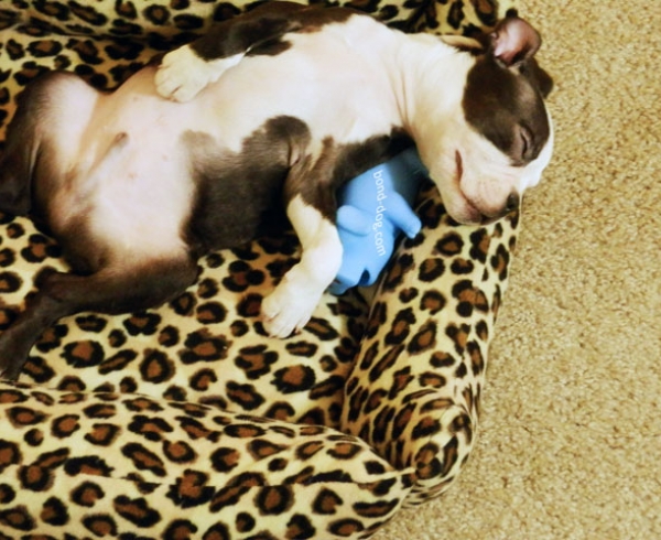 Boston Terrier Sweet Dreams